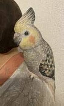 Amazon.co.jp: インコ と 少女 木彫りの置物 有村辰夫 彫刻家 : ホーム